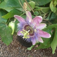 Passiflora violácea o la Pasión hecha Flor.